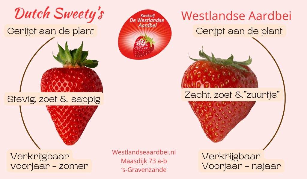 de Westlandse aardbei